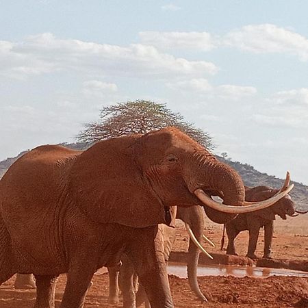 Tausa Tsavo Eco Lodge Voi المظهر الخارجي الصورة