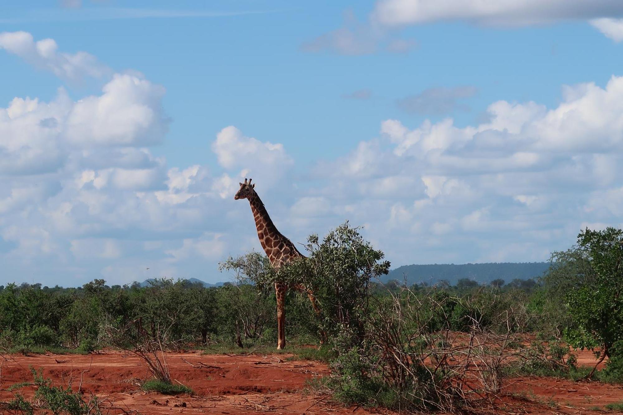 Tausa Tsavo Eco Lodge Voi المظهر الخارجي الصورة
