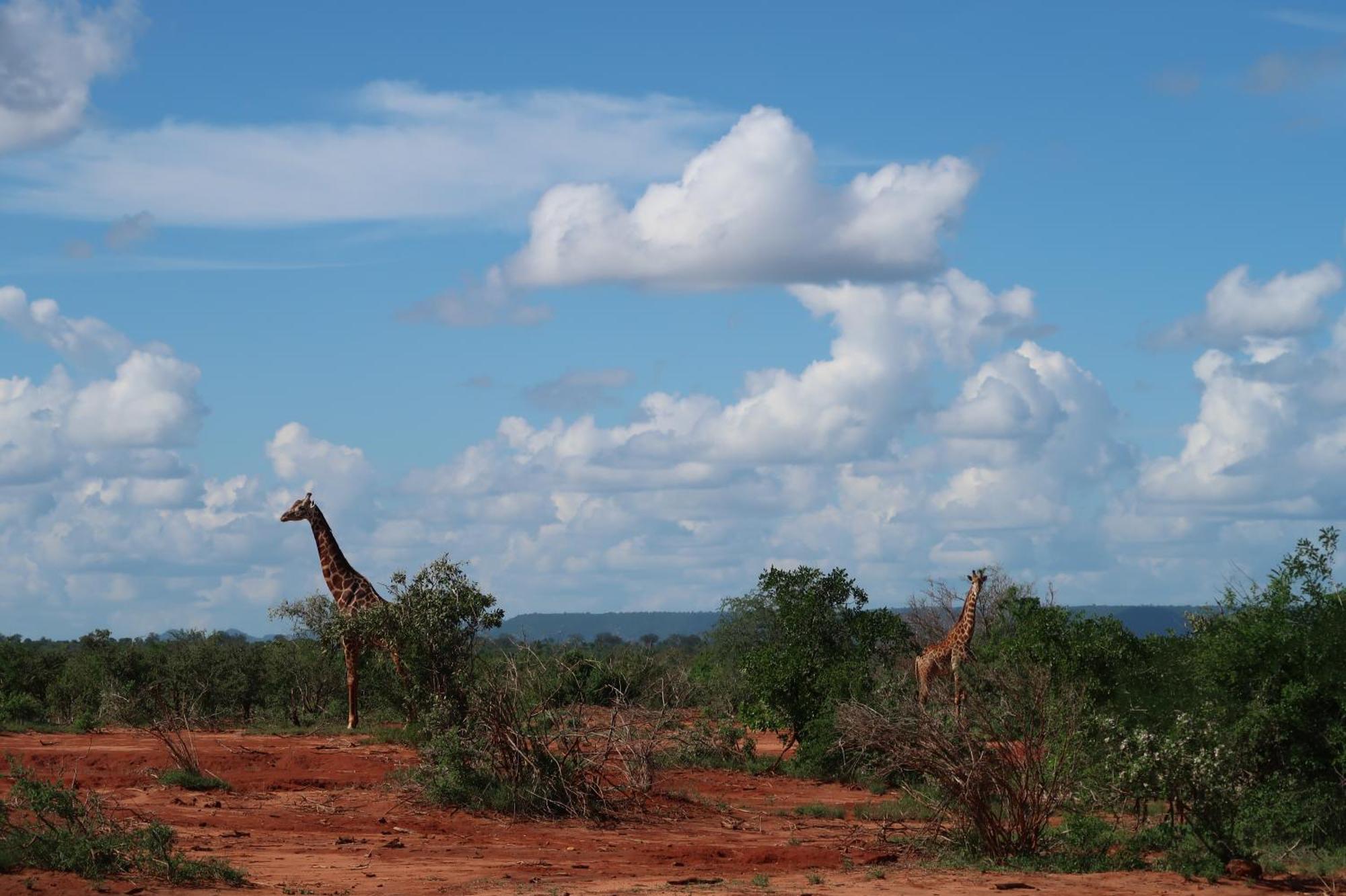 Tausa Tsavo Eco Lodge Voi المظهر الخارجي الصورة