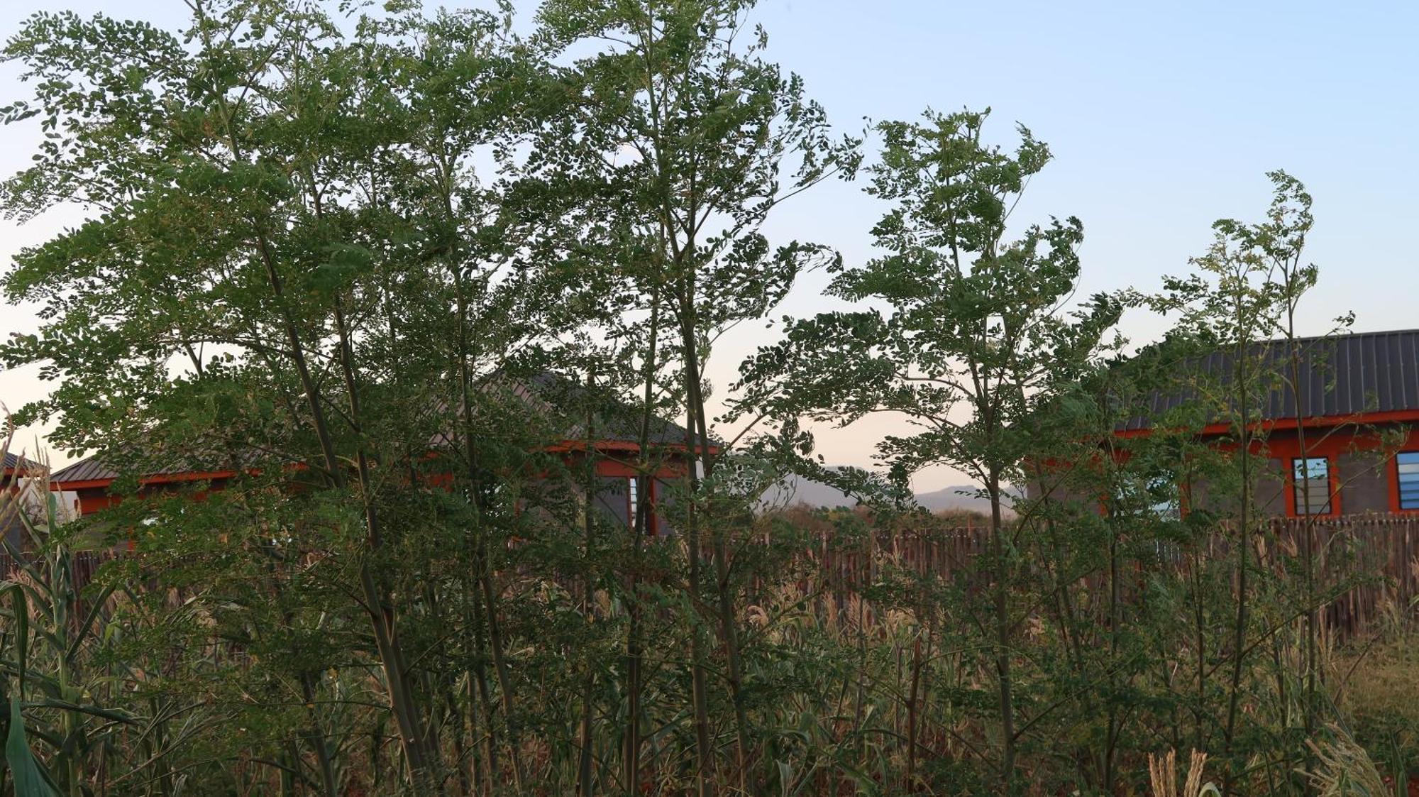 Tausa Tsavo Eco Lodge Voi المظهر الخارجي الصورة