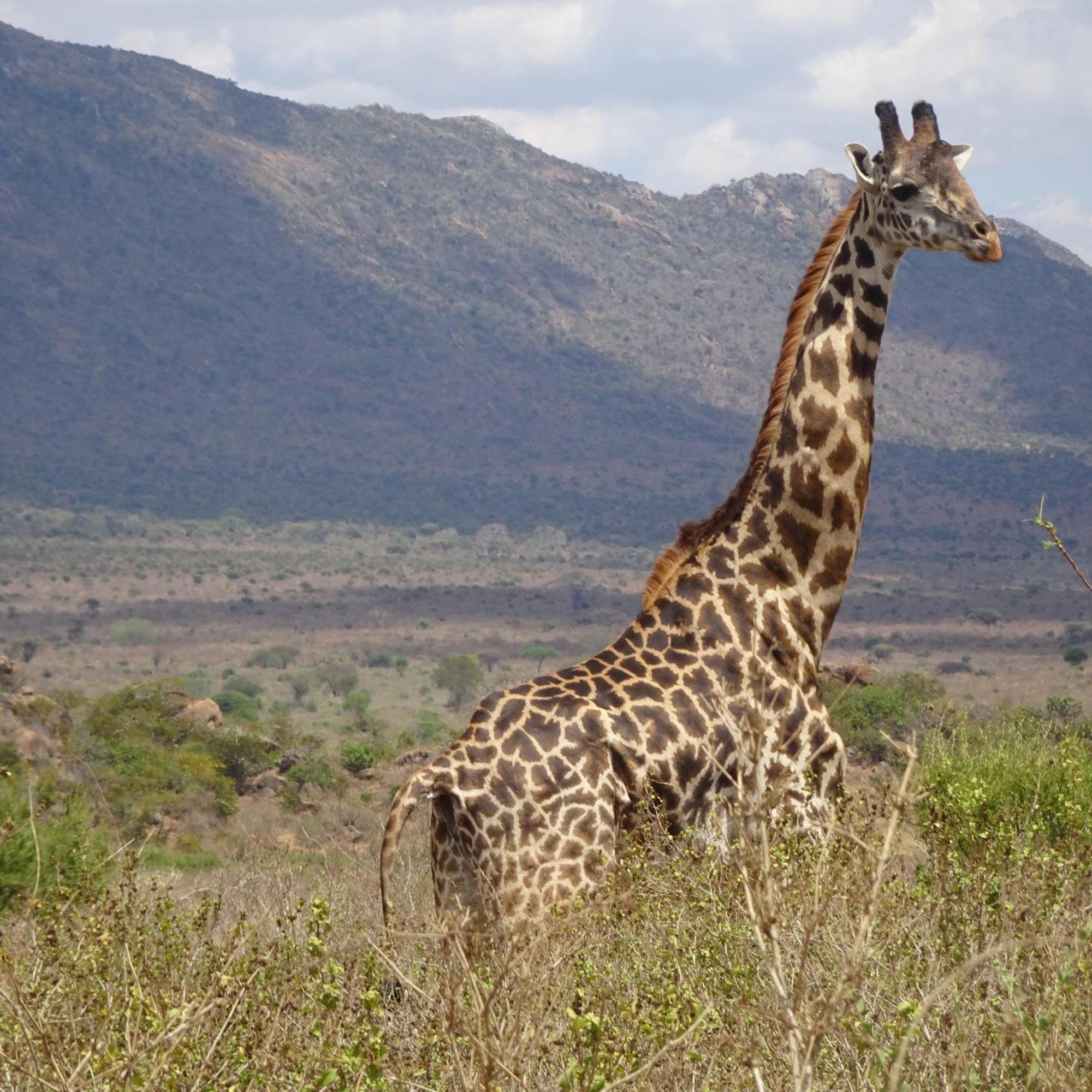Tausa Tsavo Eco Lodge Voi المظهر الخارجي الصورة