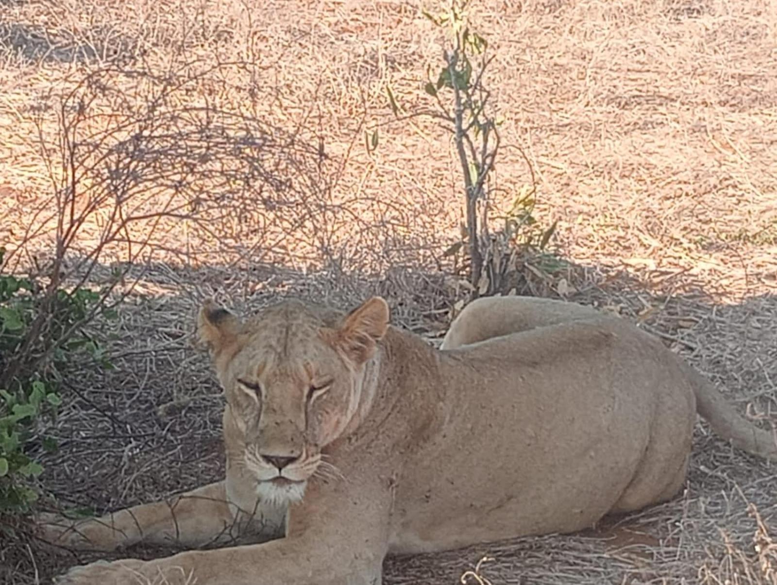 Tausa Tsavo Eco Lodge Voi المظهر الخارجي الصورة