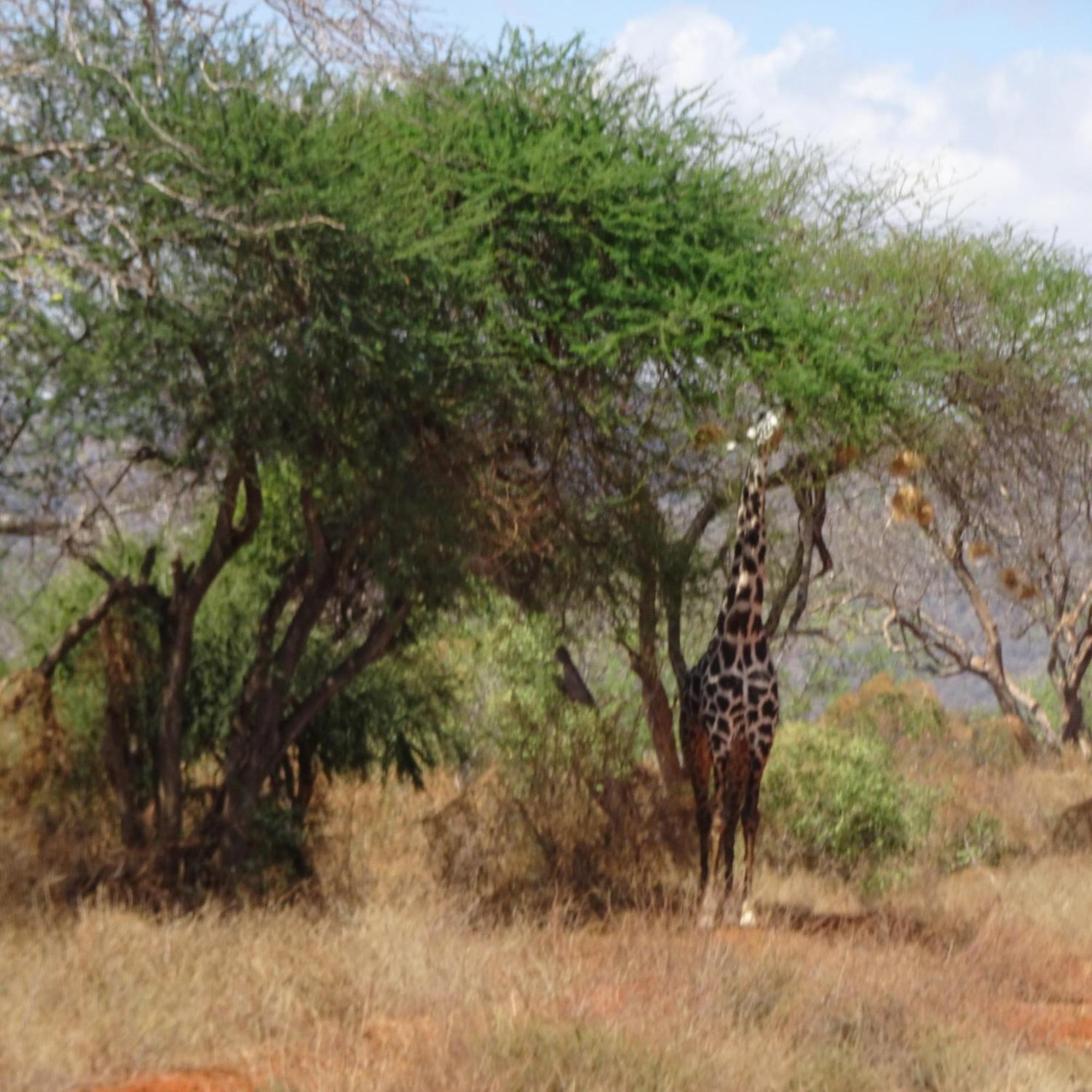 Tausa Tsavo Eco Lodge Voi المظهر الخارجي الصورة