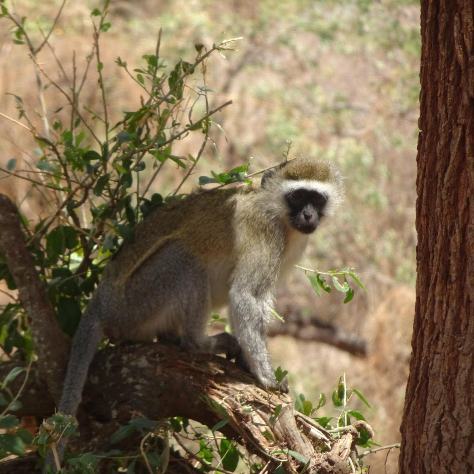 Tausa Tsavo Eco Lodge Voi المظهر الخارجي الصورة